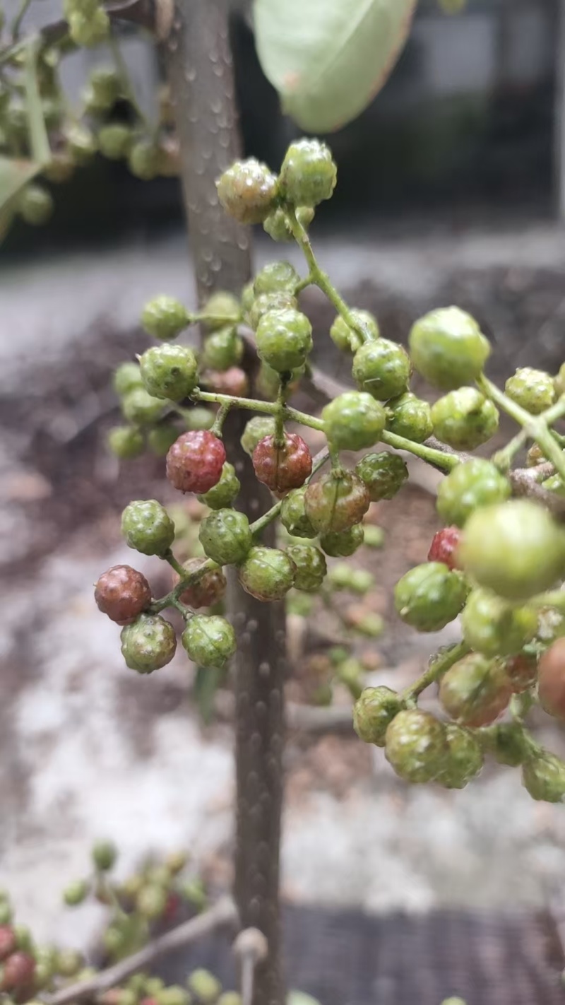 精品青花椒大量上市人工采摘产地直发保质保量量大从优