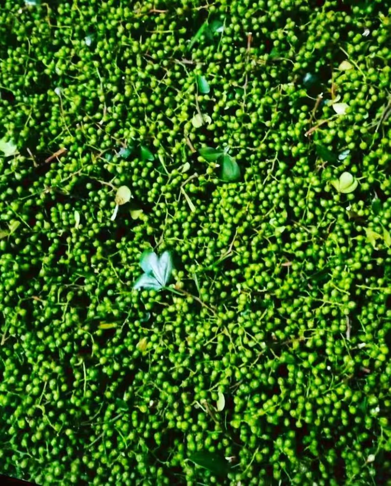 精品青花椒大量上市人工采摘产地直发保质保量量大从优