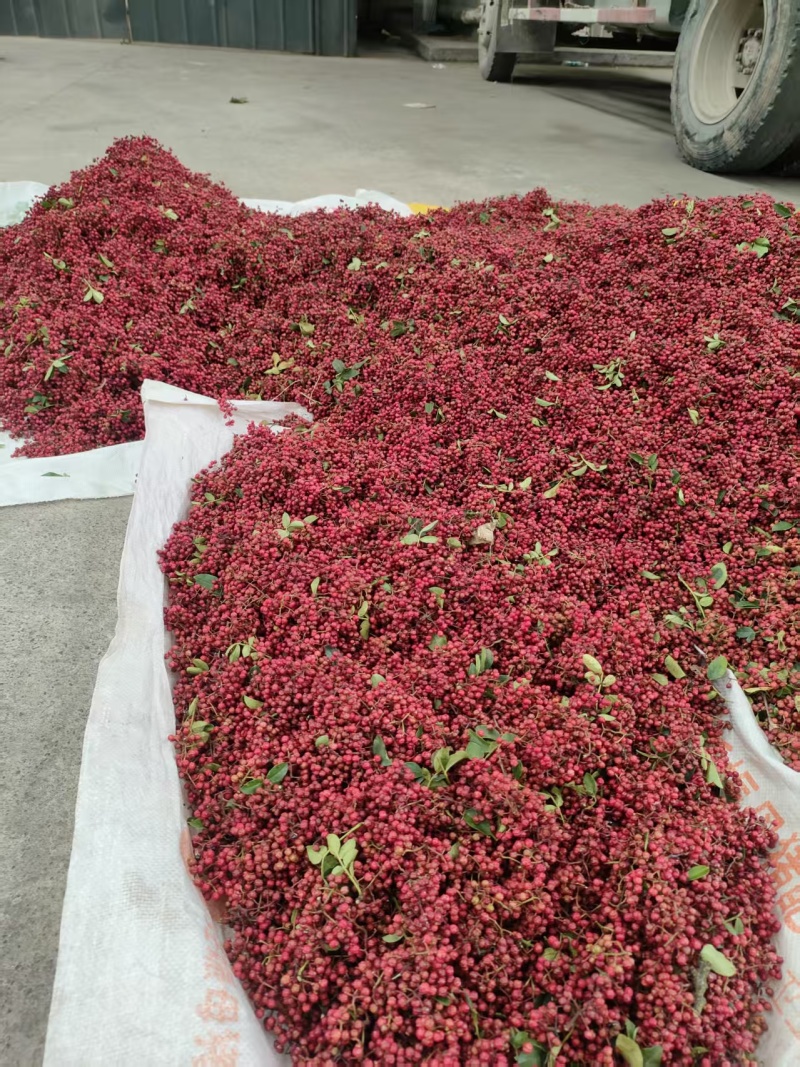 精品红花椒大量上市产地直发人工采摘品质保障量大从优