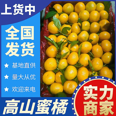 湖北《高山蜜橘》橘子/基地直供/现摘现发/早熟蜜橘~蜜桔