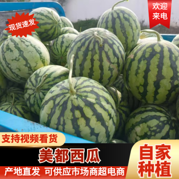 【现摘现发】浙江精品露天美都西瓜自种自卖欢迎来电咨询