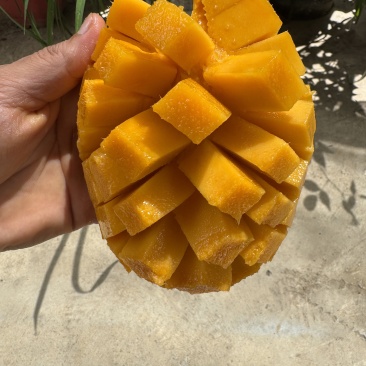 保山鹰嘴芒大小规格都有按需求分拣打包纸箱泡沫箱礼盒无黑点