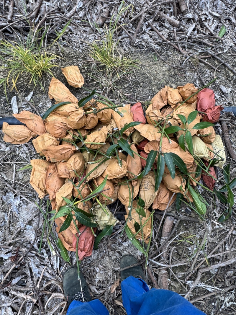 保山鹰嘴芒大小规格都有按需求分拣打包纸箱泡沫箱礼盒无黑点