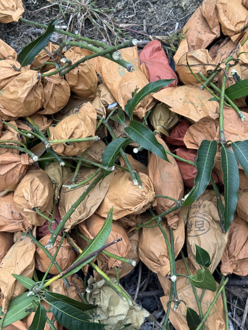 保山鹰嘴芒大小规格都有按需求分拣打包纸箱泡沫箱礼盒无黑点