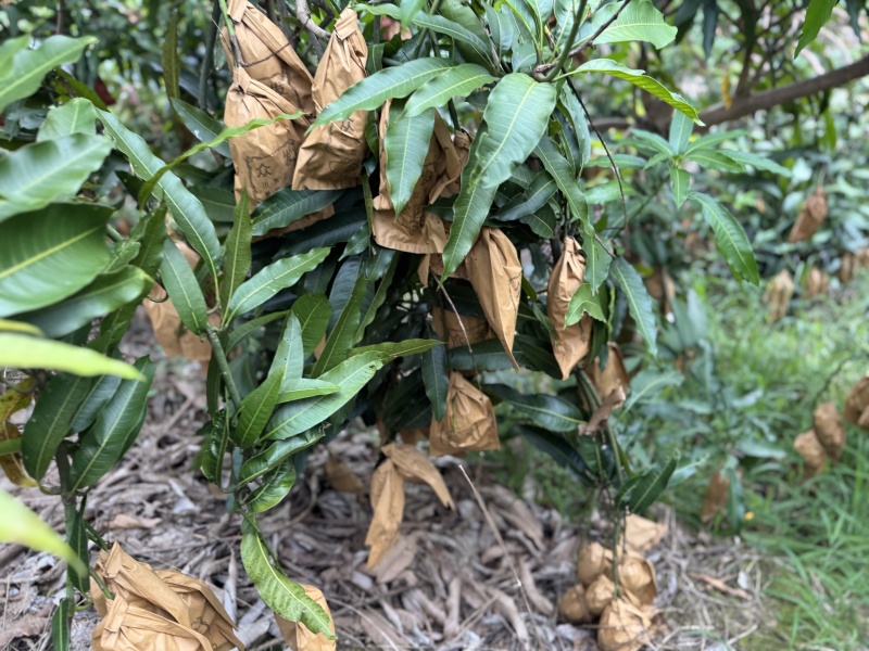 保山鹰嘴芒大小规格都有按需求分拣打包纸箱泡沫箱礼盒无黑点