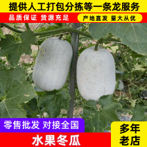 【热卖】水果吊冬瓜基地直销量大质优价格优惠一手货源