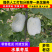 【热卖】水果吊冬瓜基地直销量大质优价格优惠一手货源