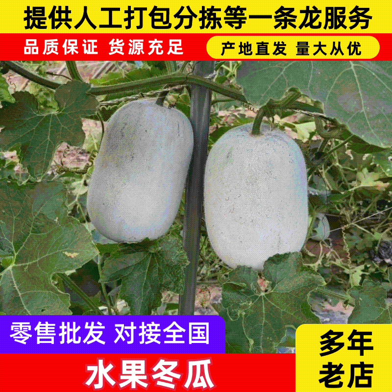 【热卖】水果吊冬瓜基地直销量大质优价格优惠一手货源