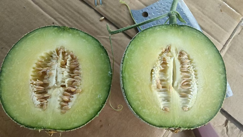 好货推荐哈密瓜网纹瓜全国发货可视频看货大量有货