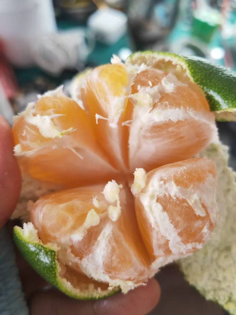特早蜜橘广西蜜橘特早蜜橘上市了价格实惠品相好口感佳