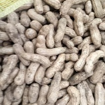 白沙花生河南产区直发保质保量供货价钱实惠