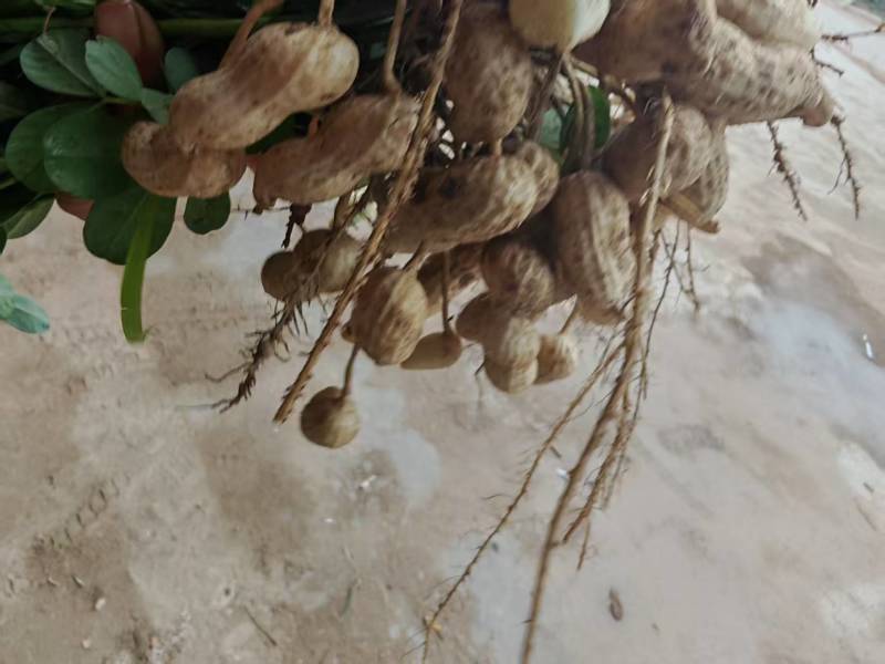 白沙花生河南产区直发保质保量供货价钱实惠