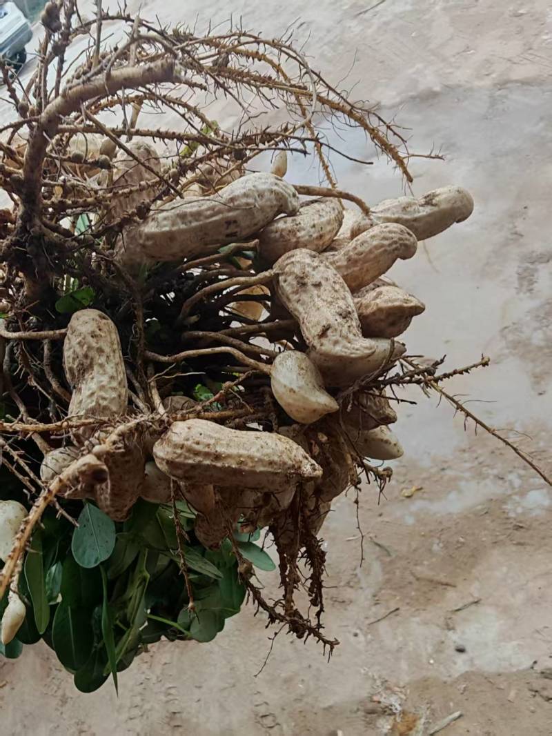 白沙花生河南产区直发保质保量供货价钱实惠