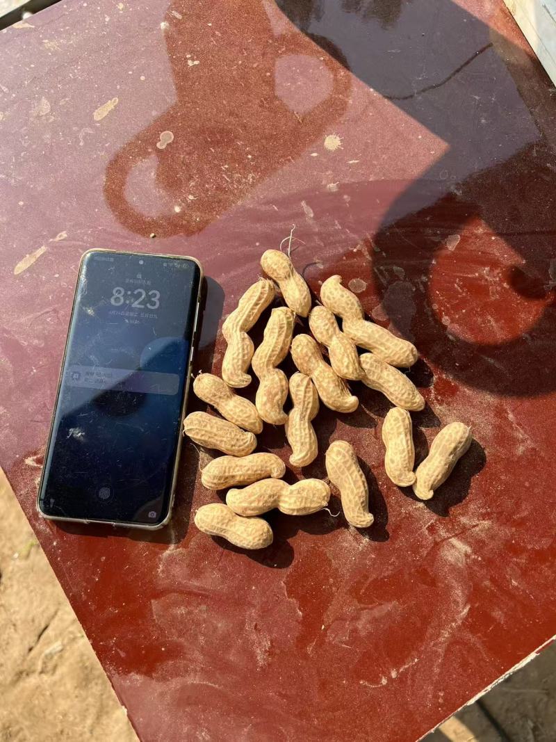 白沙花生河南产区直发保质保量供货价钱实惠
