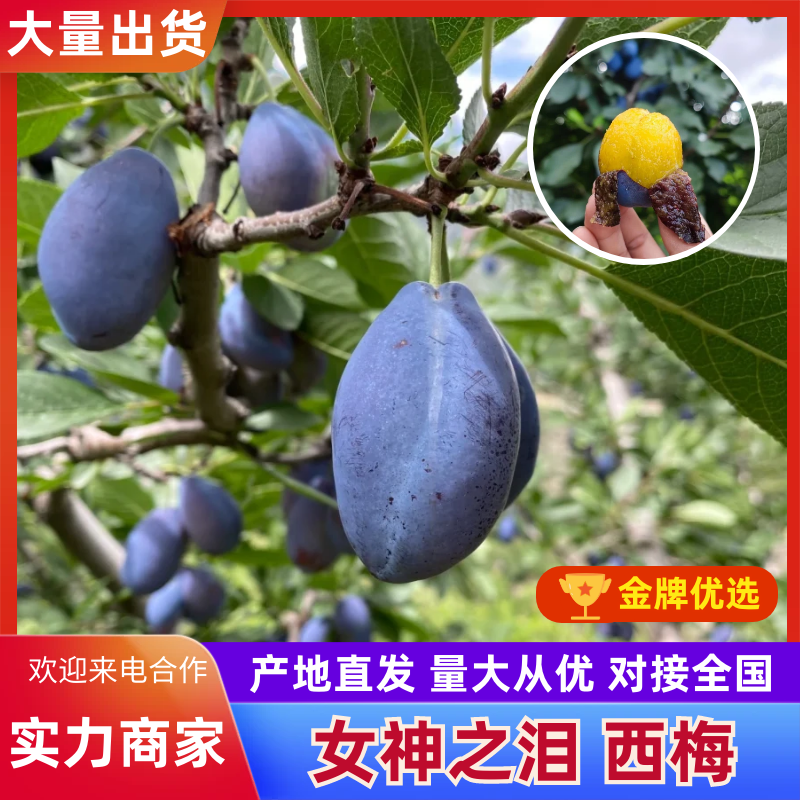 【实力供货】西梅女神西梅基地直供量大从优代发全国