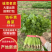 山东铁杆青香菜大量上市中，产地一手货源，视频看货对接全国