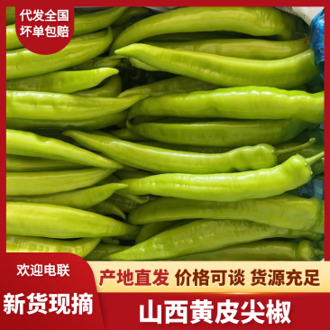 【新鲜直达】山西天镇鲜辣椒精品尖椒大量供应欢迎来电咨询