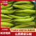 【新鲜直达】山西天镇鲜辣椒精品尖椒大量供应欢迎来电咨询