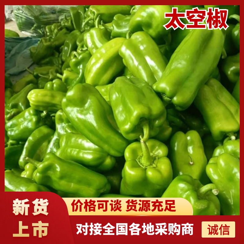 【现摘现发】山西大同鲜太空椒严格筛选品质保证欢迎咨询