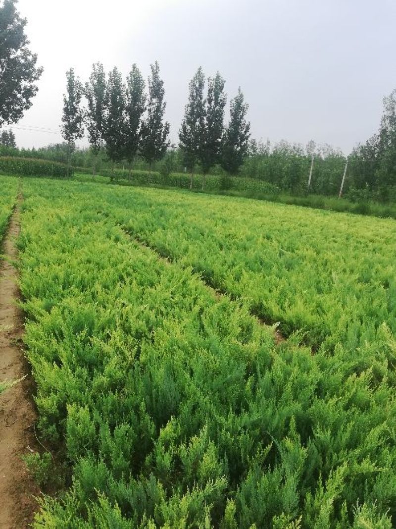 河北精品柏树沙地柏工程用苗30-80厘米营业杯量大价优