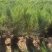 河北精品柏树沙地柏工程用苗30-80厘米营业杯量大价优