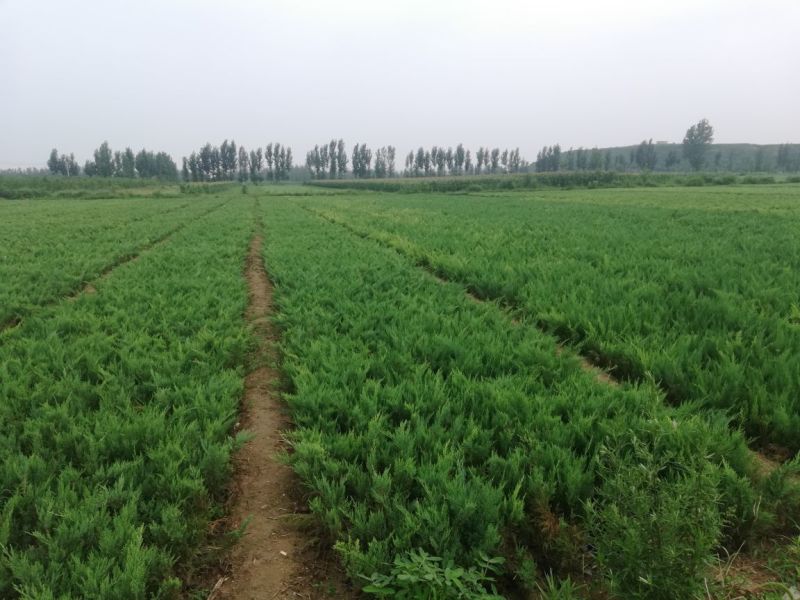 河北精品柏树沙地柏工程用苗30-80厘米营业杯量大价优