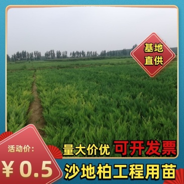 河北精品柏树沙地柏工程用苗30-80厘米营业杯量大价优