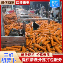 陕北胡萝卜大红二红胡萝卜大量供应产地直发一手货源视频看货