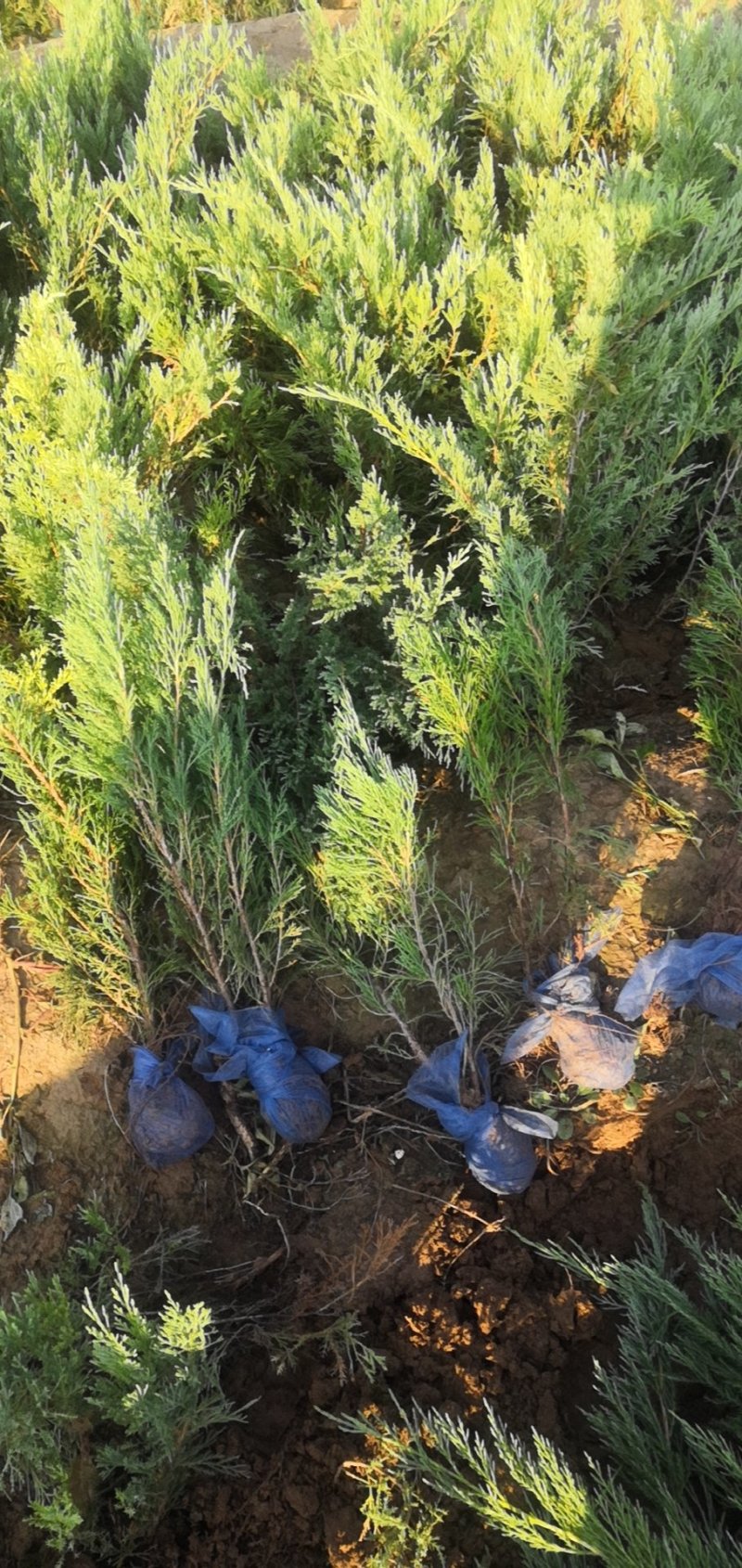 河北精品柏树沙地柏工程用苗30-80厘米营业杯量大价优