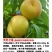 天外之星6月中下旬成熟抗裂果大果型肉质硬脆果面光
