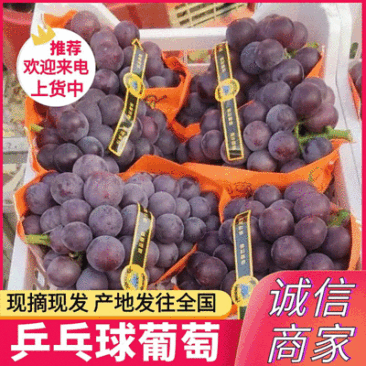 《乒乓球葡萄&藤稔葡萄》现摘现发/量大从优/可全国发货