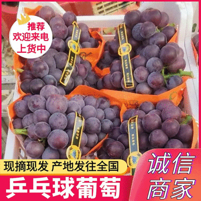 《乒乓球葡萄&藤稔葡萄》现摘现发/量大从优/可全国发货