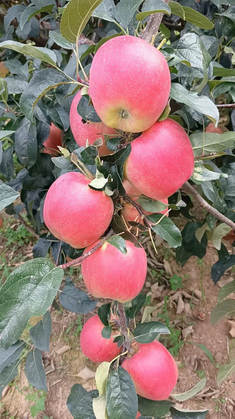 绥中鲁丽苹果，光果，纸袋，甜脆可口，代收代办