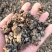 发酵腐熟纯鸡粪农家肥改良土壤底肥瓜果蔬菜农作物肥料