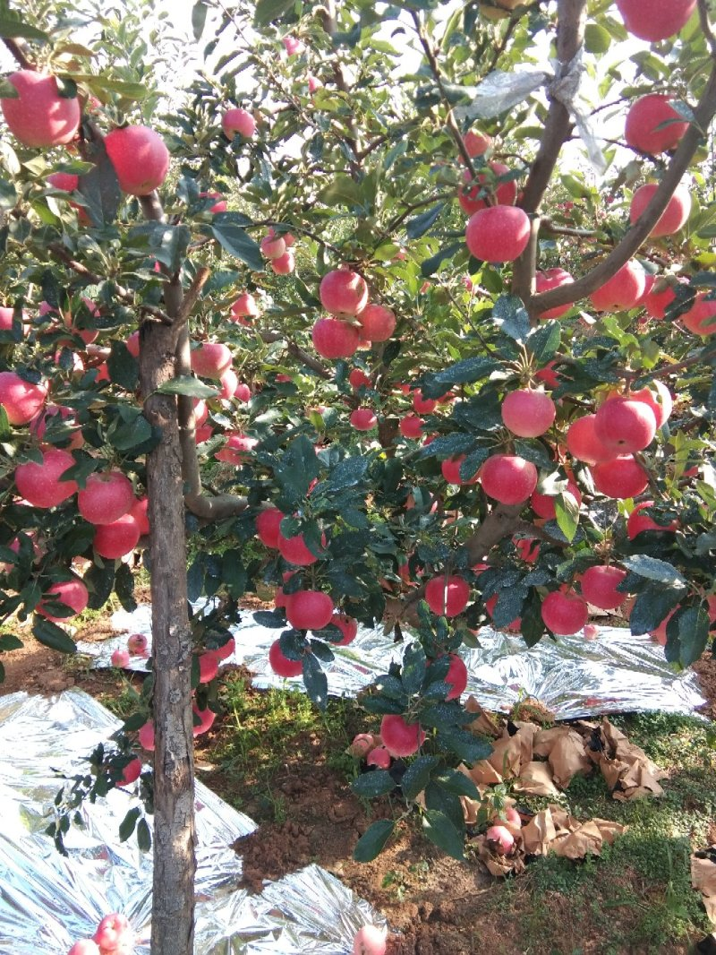 辽宁绥中嘎啦苹果，甜脆可口，纸袋嘎啦，代收代办