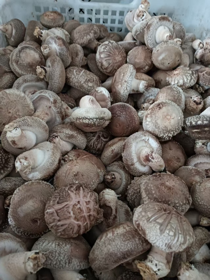 【源头直采】河南鲜香菇现货批发量大价优欢迎来电咨询