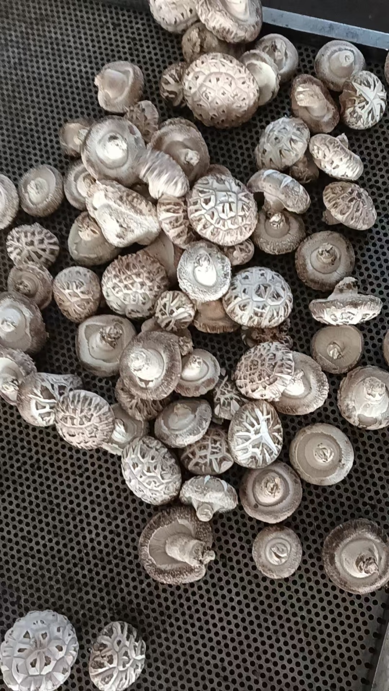 【源头直采】河南鲜香菇现货批发量大价优欢迎来电咨询
