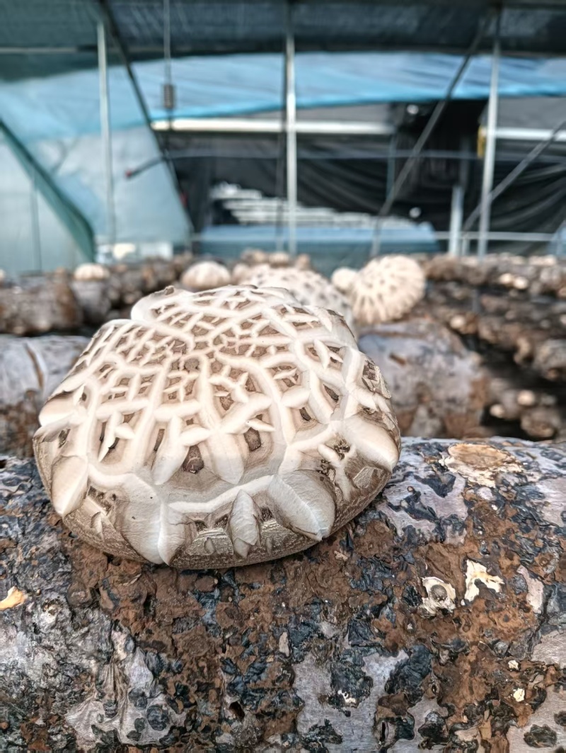 【源头直采】河南鲜香菇现货批发量大价优欢迎来电咨询