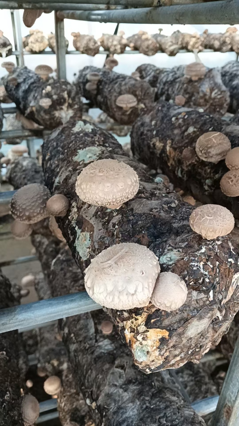 【源头直采】河南鲜香菇现货批发量大价优欢迎来电咨询