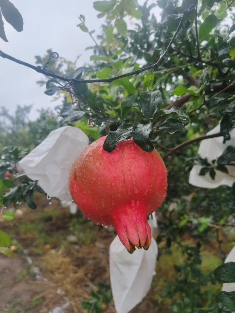 精品红石榴，一手货源产地直发，个大味甜物美价廉/对接全国