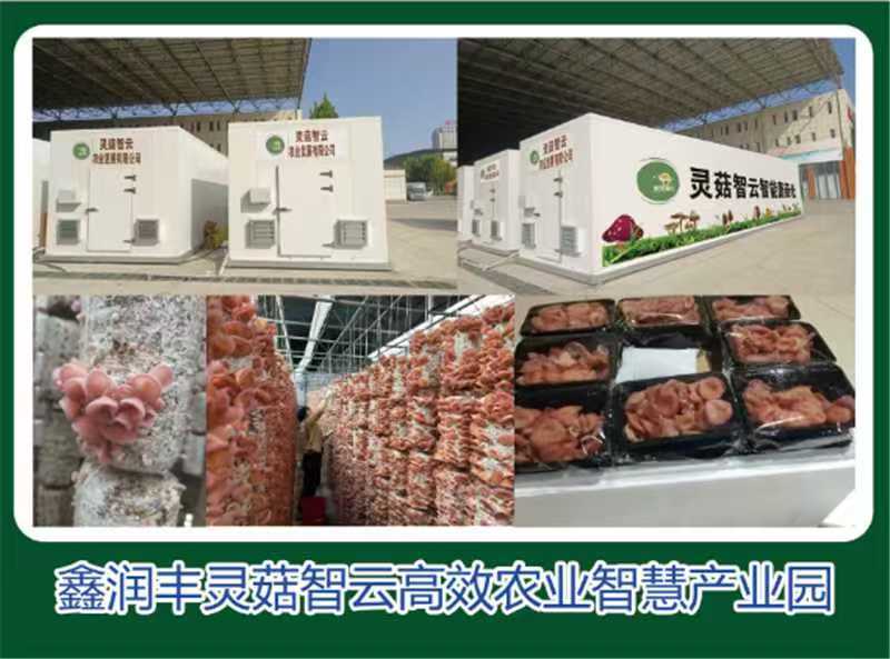 蘑菇粉耳菌菇基地直销量大价优质优支持视频看货采购