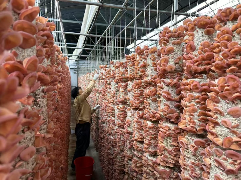 蘑菇粉耳菌菇基地直销量大价优质优支持视频看货采购