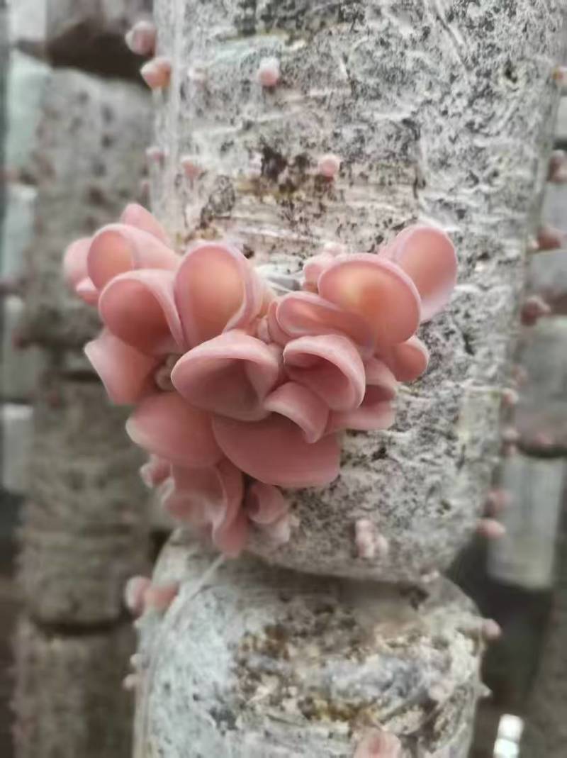 蘑菇粉耳菌菇基地直销量大价优质优支持视频看货采购