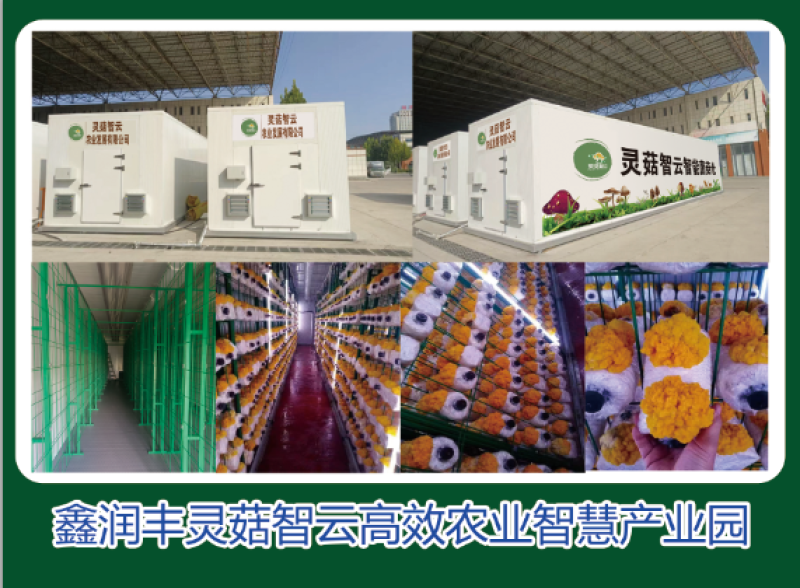 【热卖】蘑菇榆黄菇量大质优价更优基地直销欢迎采购