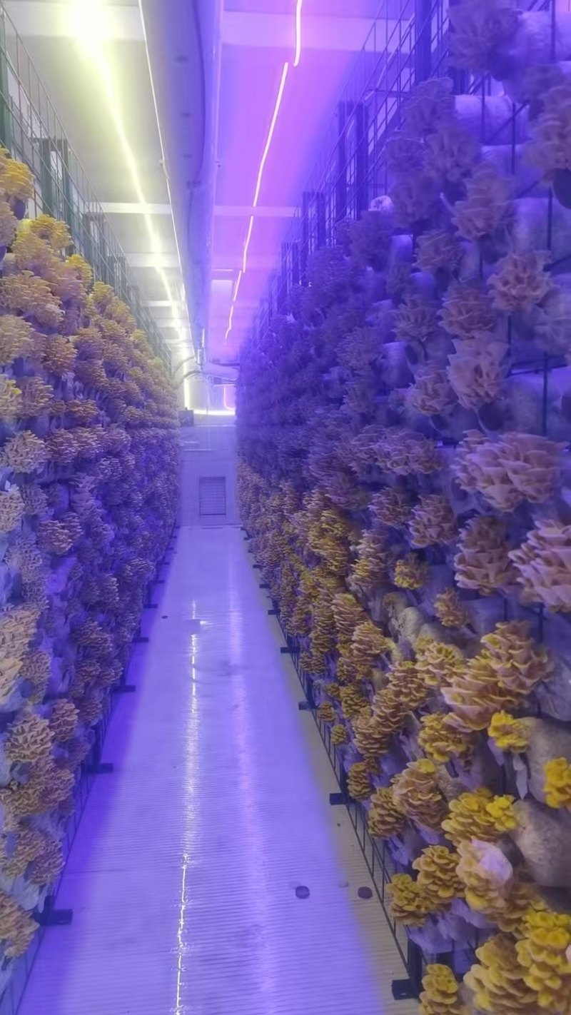 【热卖】蘑菇榆黄菇量大质优价更优基地直销欢迎采购