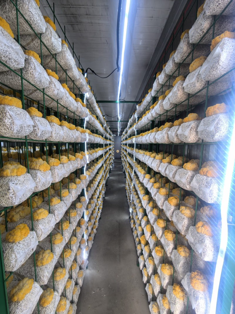 【热卖】蘑菇榆黄菇量大质优价更优基地直销欢迎采购