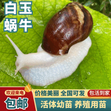 白玉蜗牛繁殖种苗活体幼苗养殖用苗包活邮到家