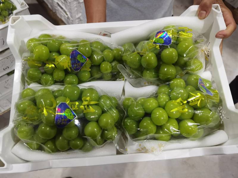 精品阳光玫瑰葡萄大量上市/一手鲜货阳光玫瑰葡萄/量大优惠