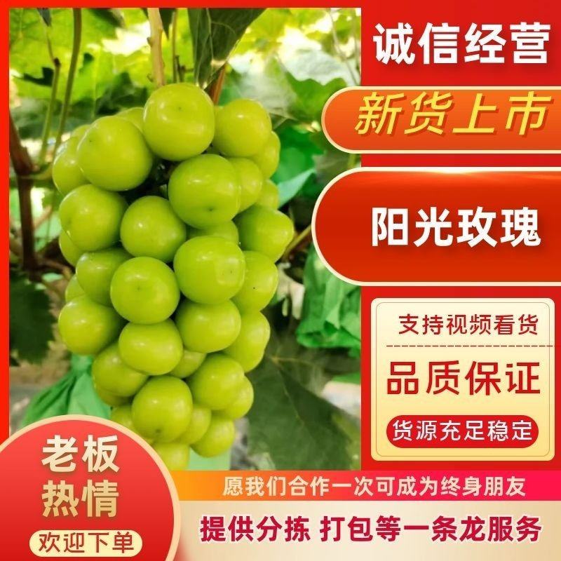 精品阳光玫瑰葡萄大量上市/一手鲜货阳光玫瑰葡萄/量大优惠