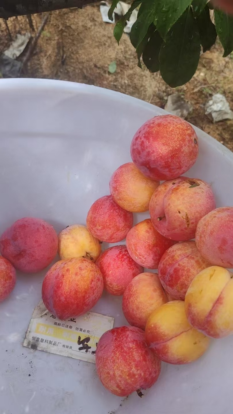 辽宁精品红八一李子，一手货源，量大价优